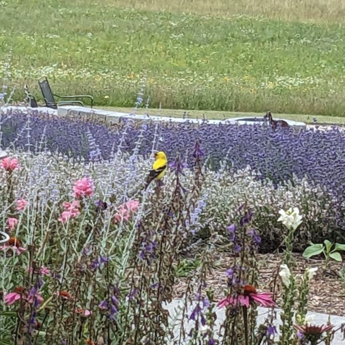 A goldfinch perched on top of salvia in a flower garden.