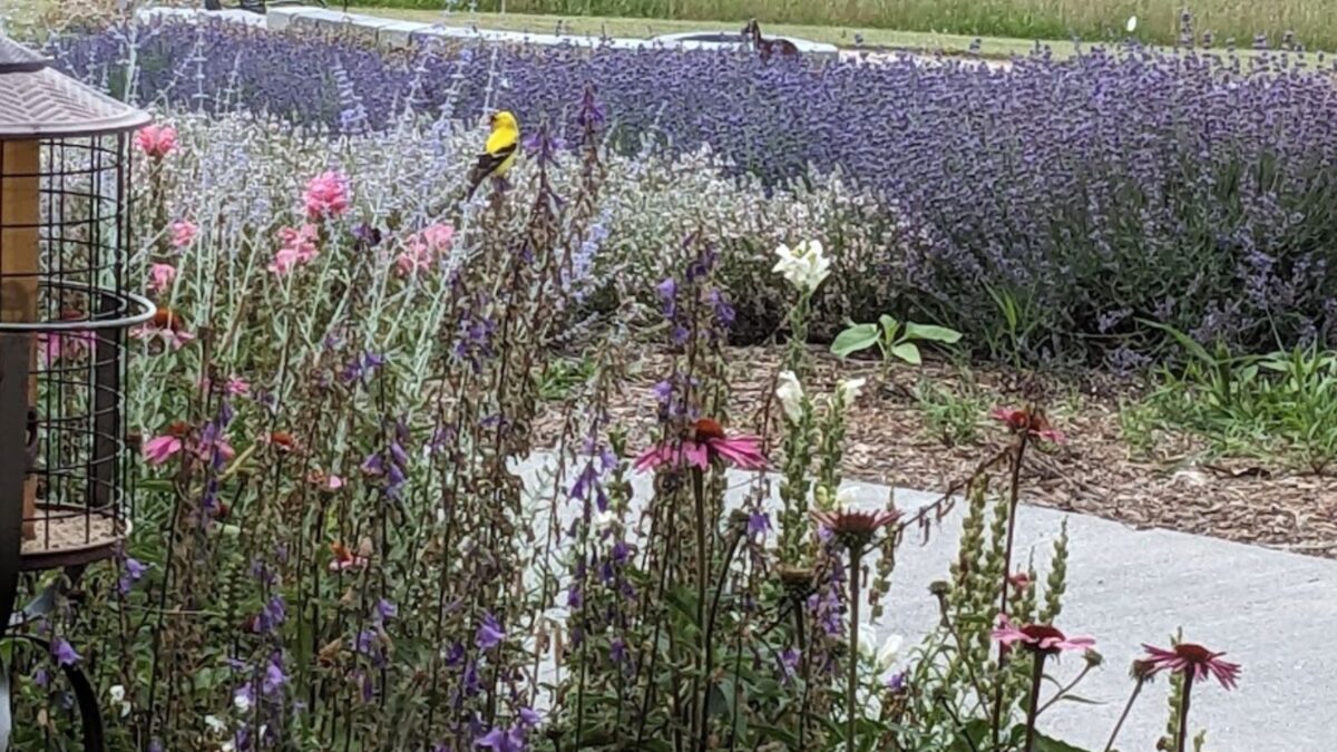 A goldfinch perched on top of salvia in a flower garden.