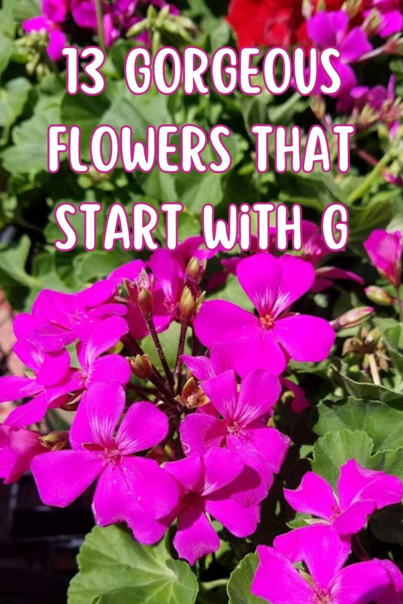 13 Gorgeous Flowers That Start With G