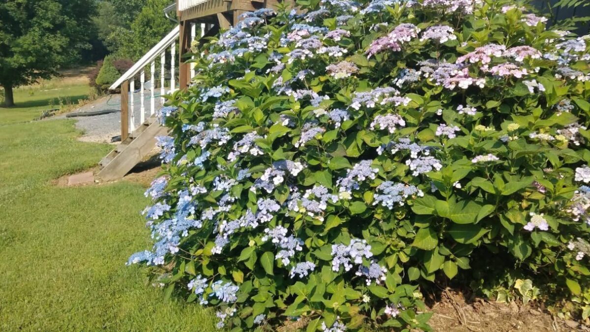 a beautiful blue hydrangea bush by the front porch of the house.