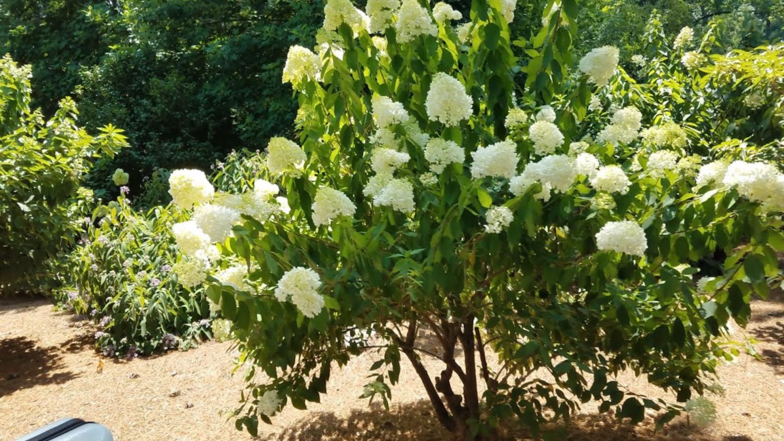 hydrangea tree.