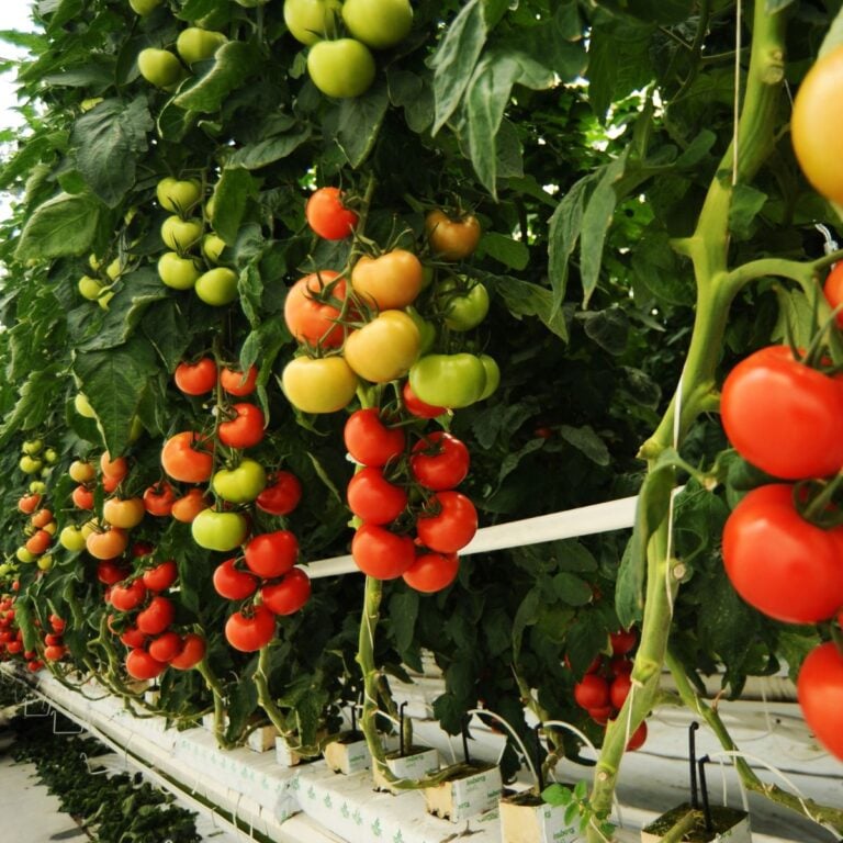 hydroponic tomatoes are pruned and tied to stakes for stability.