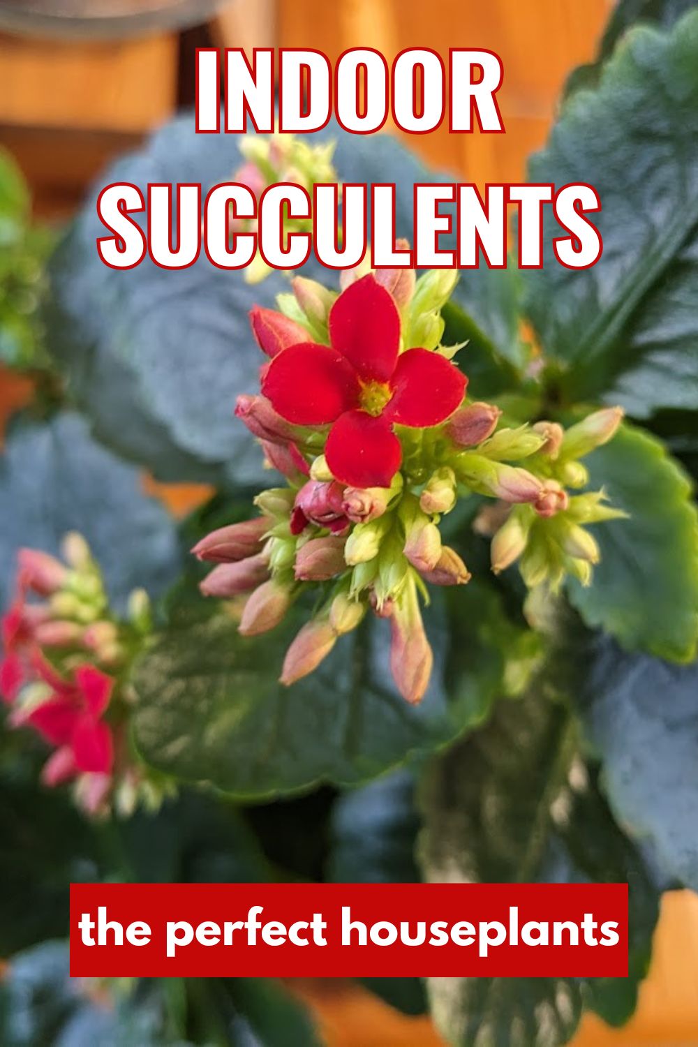 indoor succulents- the perfect houseplants.