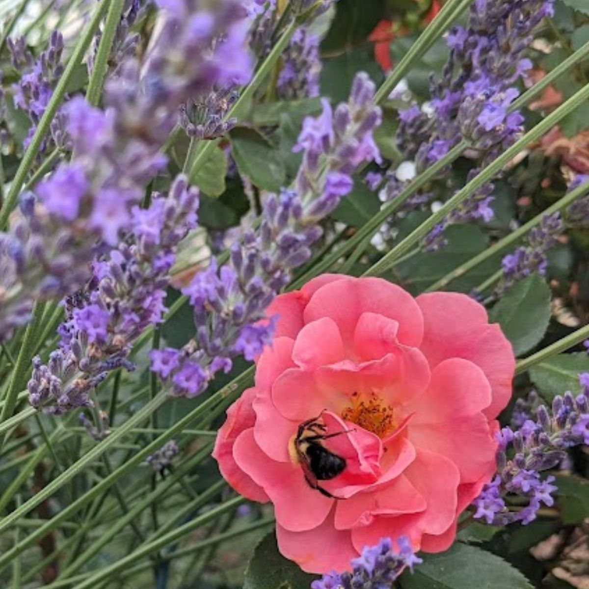 A bee enjoying a pink/peach rose among lavender flowers.