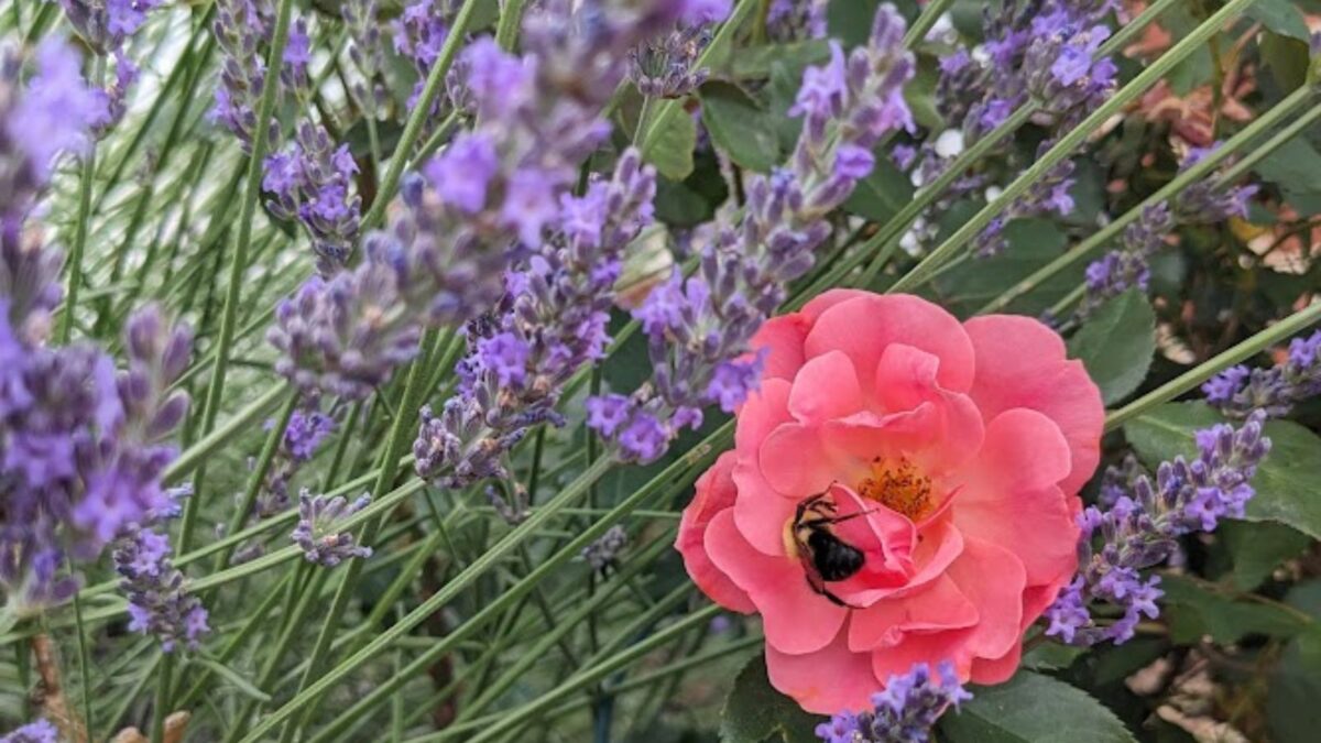 A bee enjoying a pink/peach rose among lavender flowers.