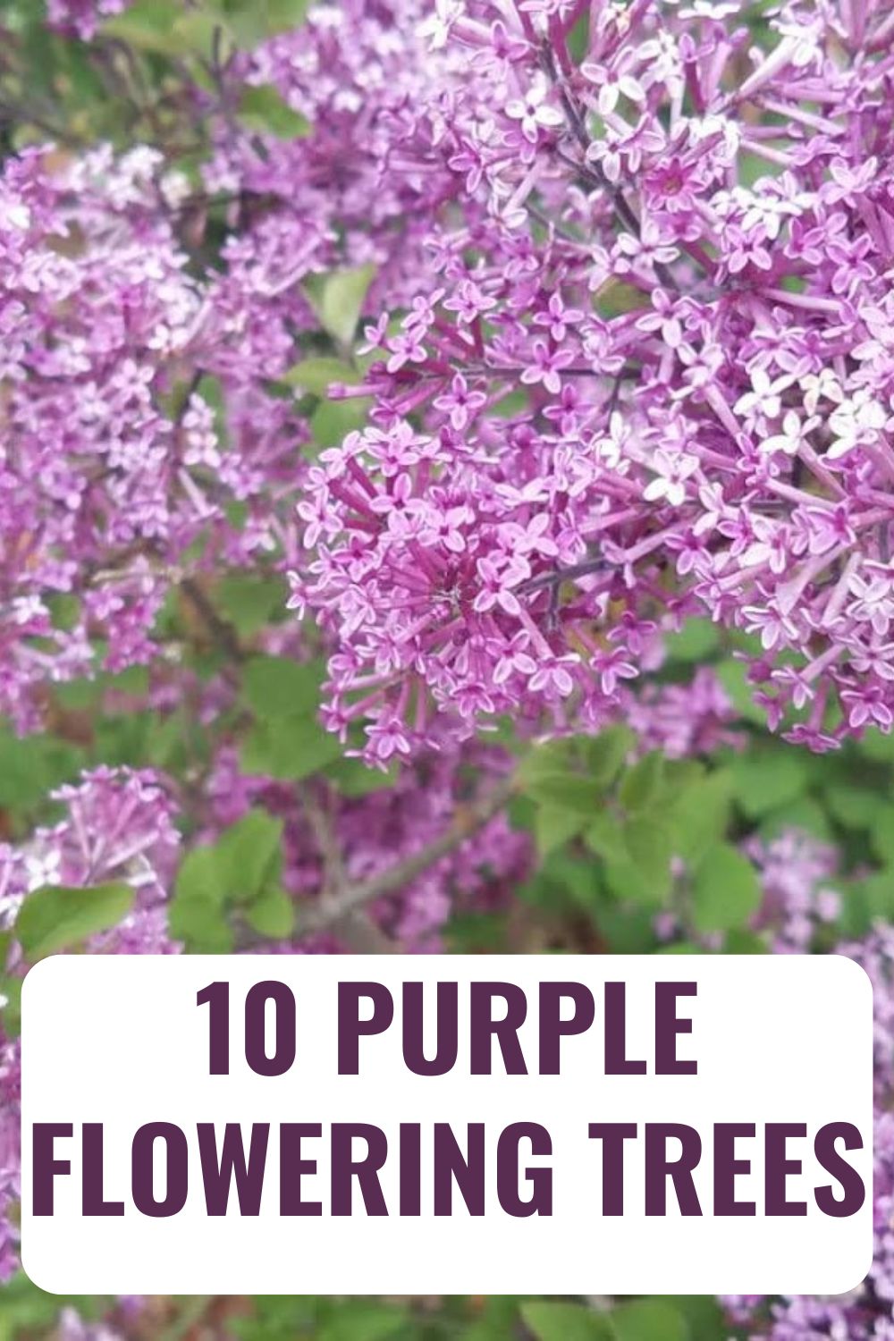 10 Purple Flowering Trees.