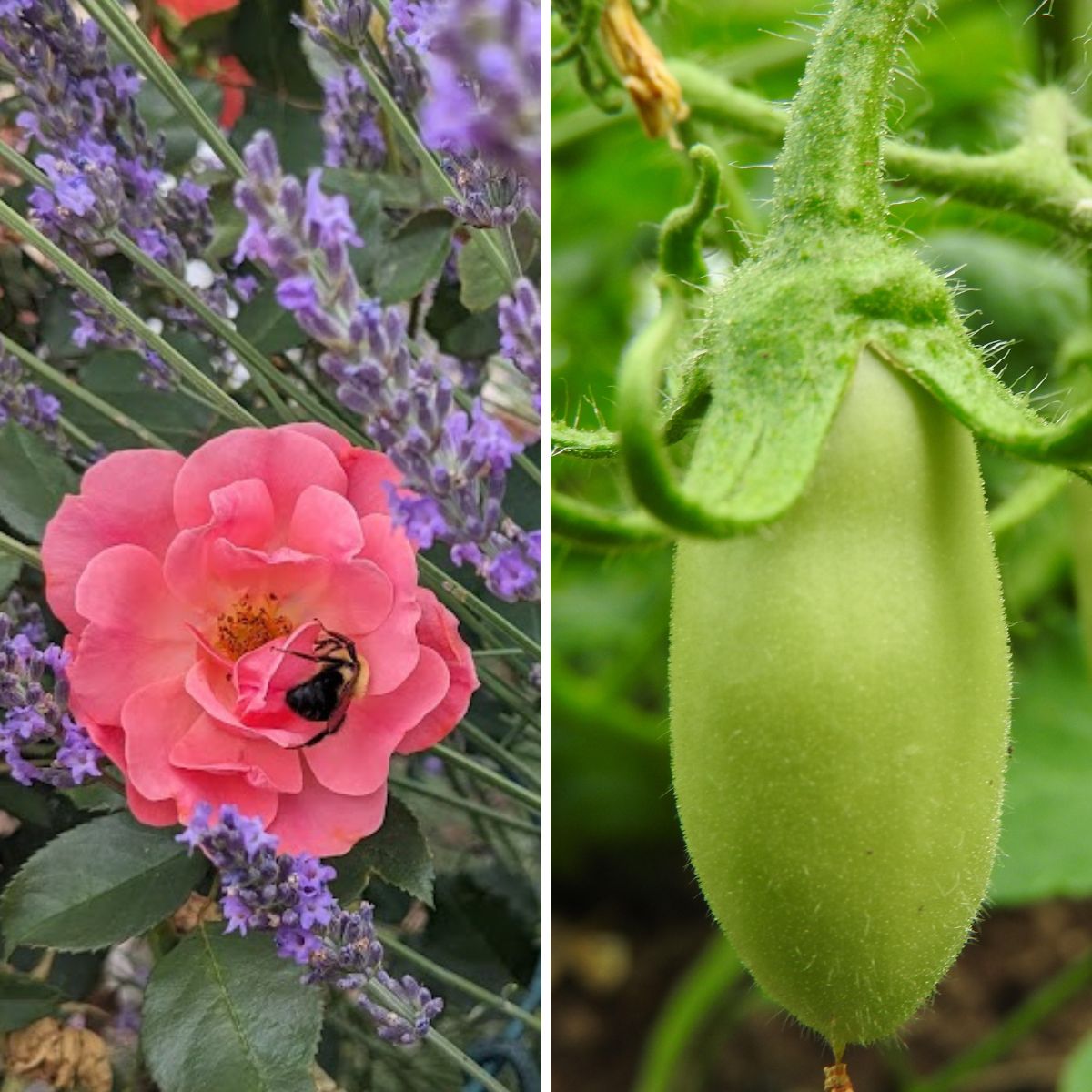 A collage of lavender and rose garden and a green tomato.