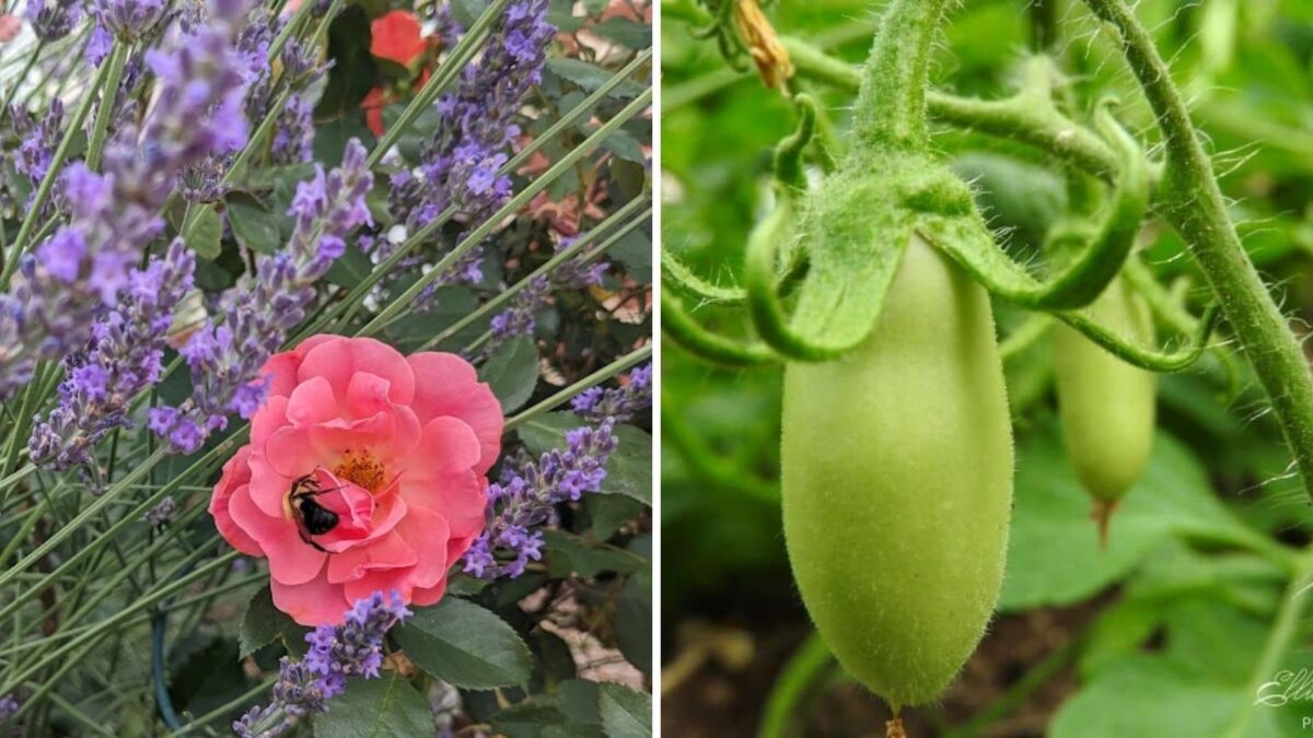 A collage of lavender and rose garden and a green tomato.