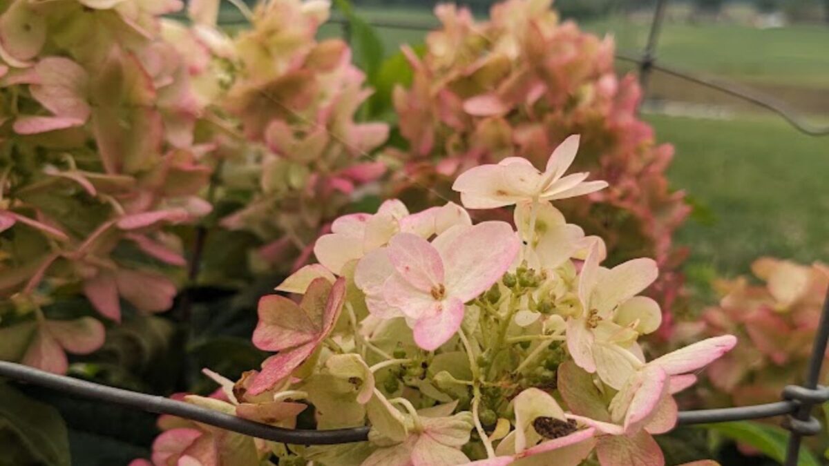 rusty colored hydrangea flowers.