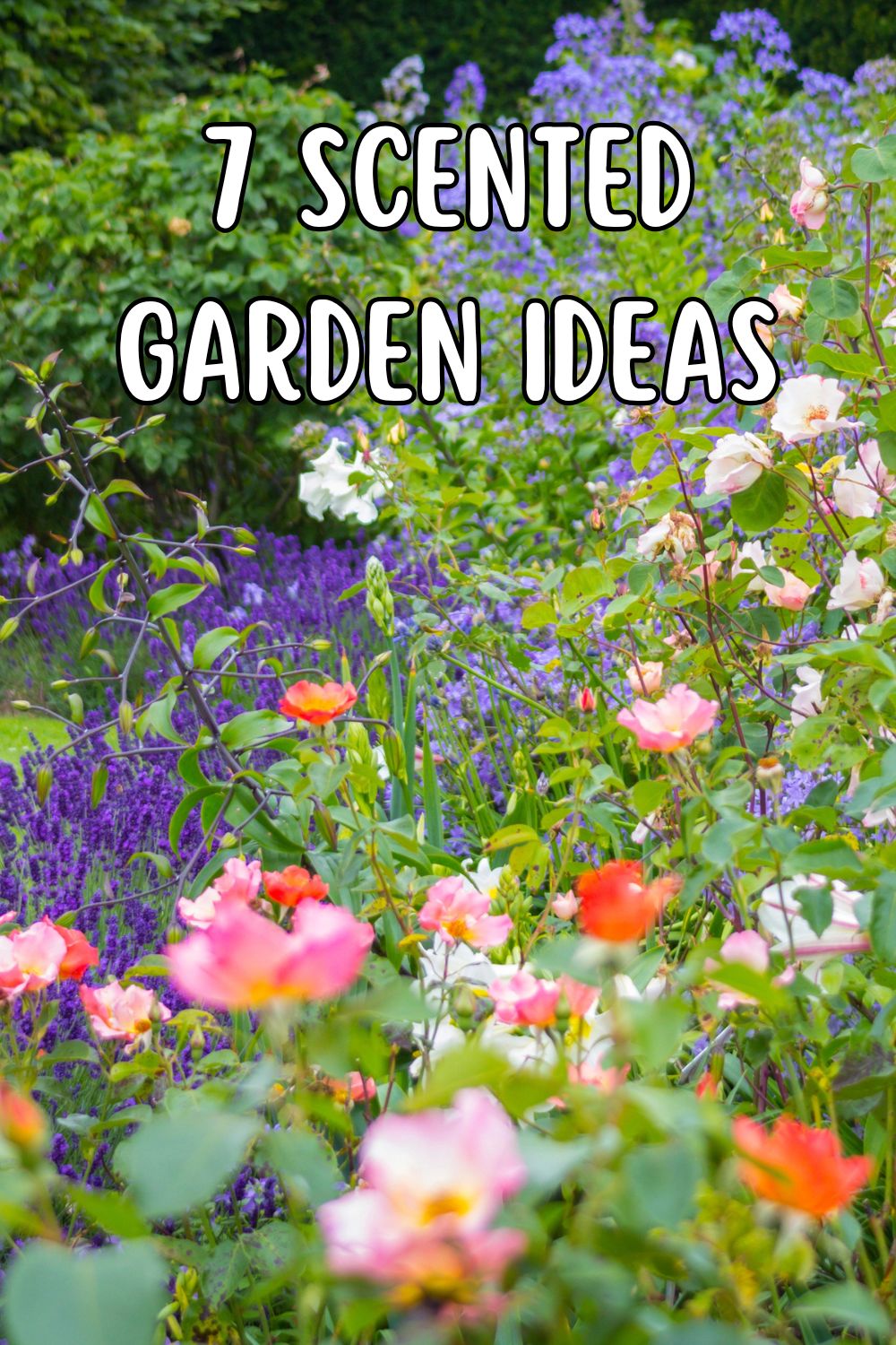 7 Scented Garden Ideas.