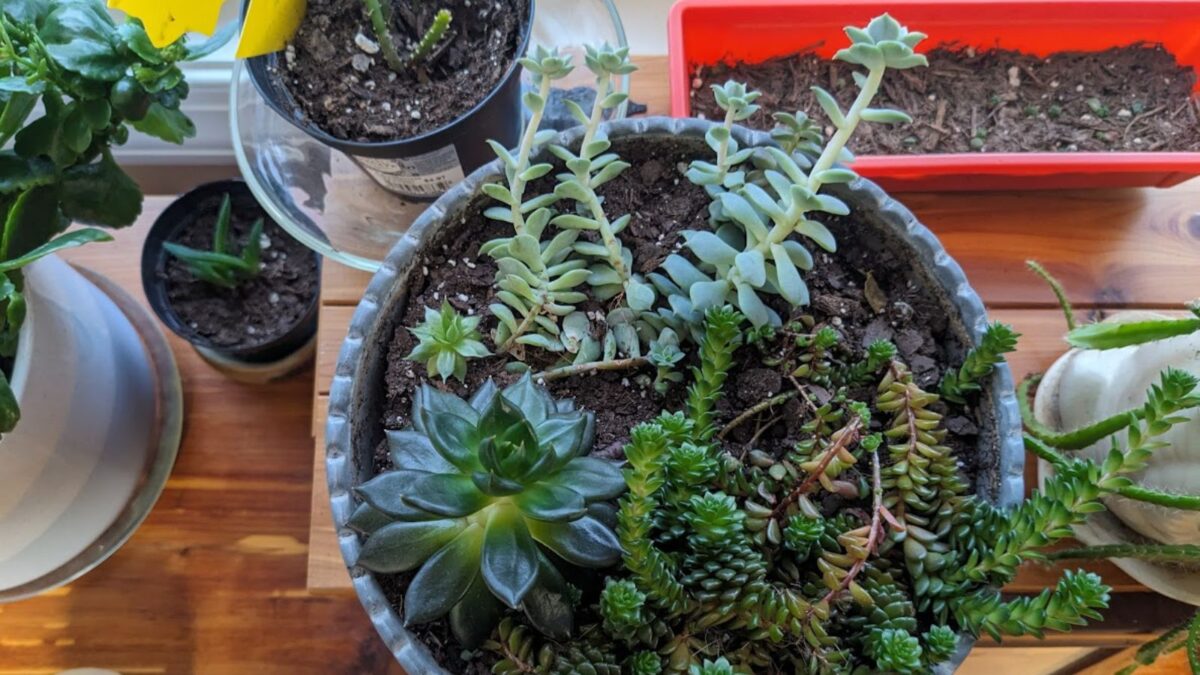 succulent garden.