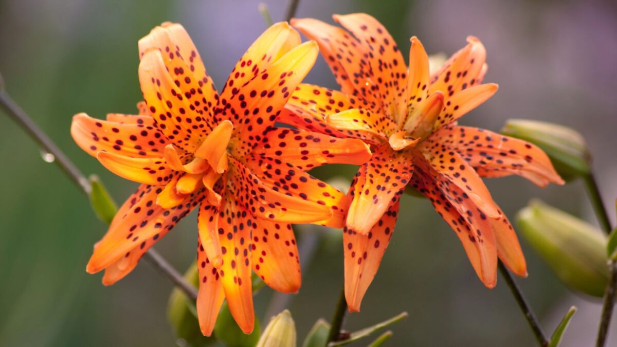 tiger lilies.