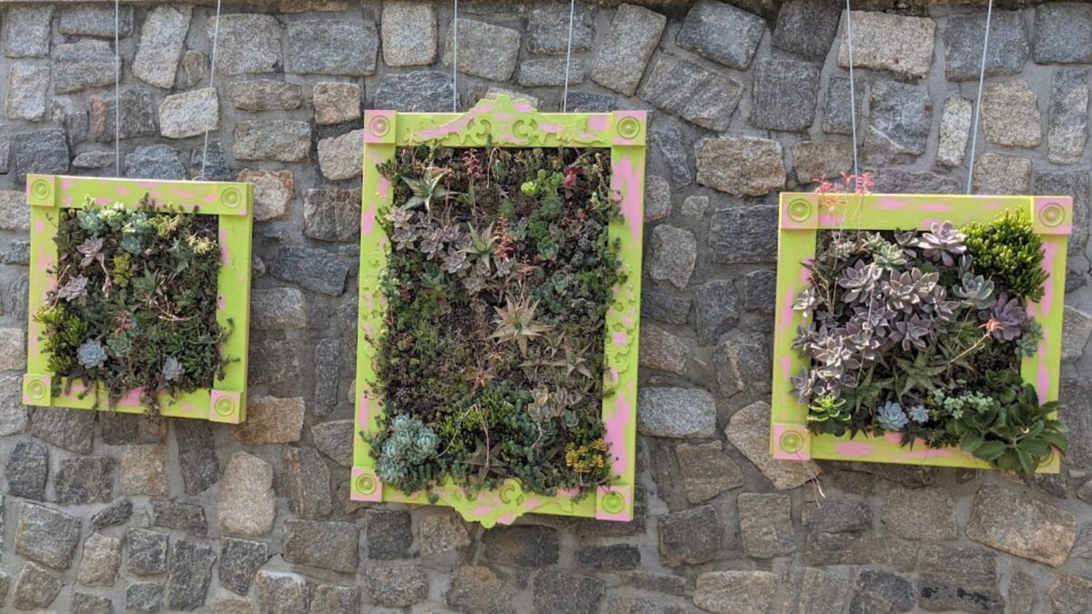 wooden frames filled with succulents hanging on a wall.