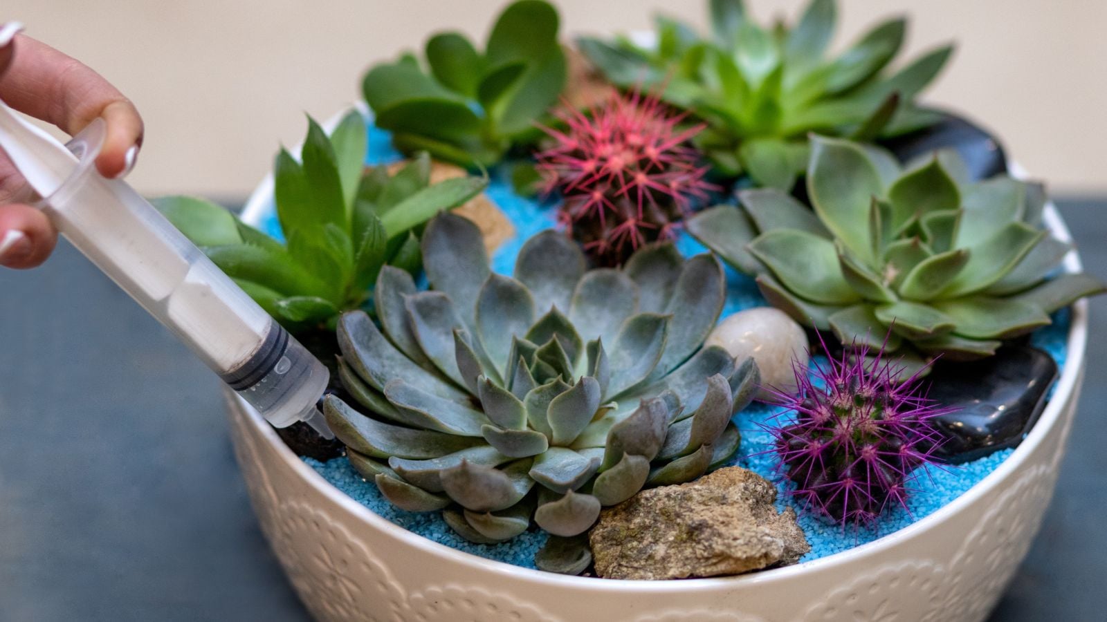 watering succulents with a syringe.