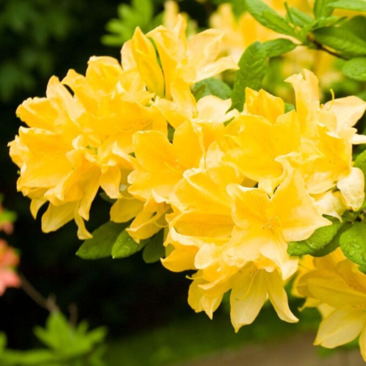 yellow azalea flowers.