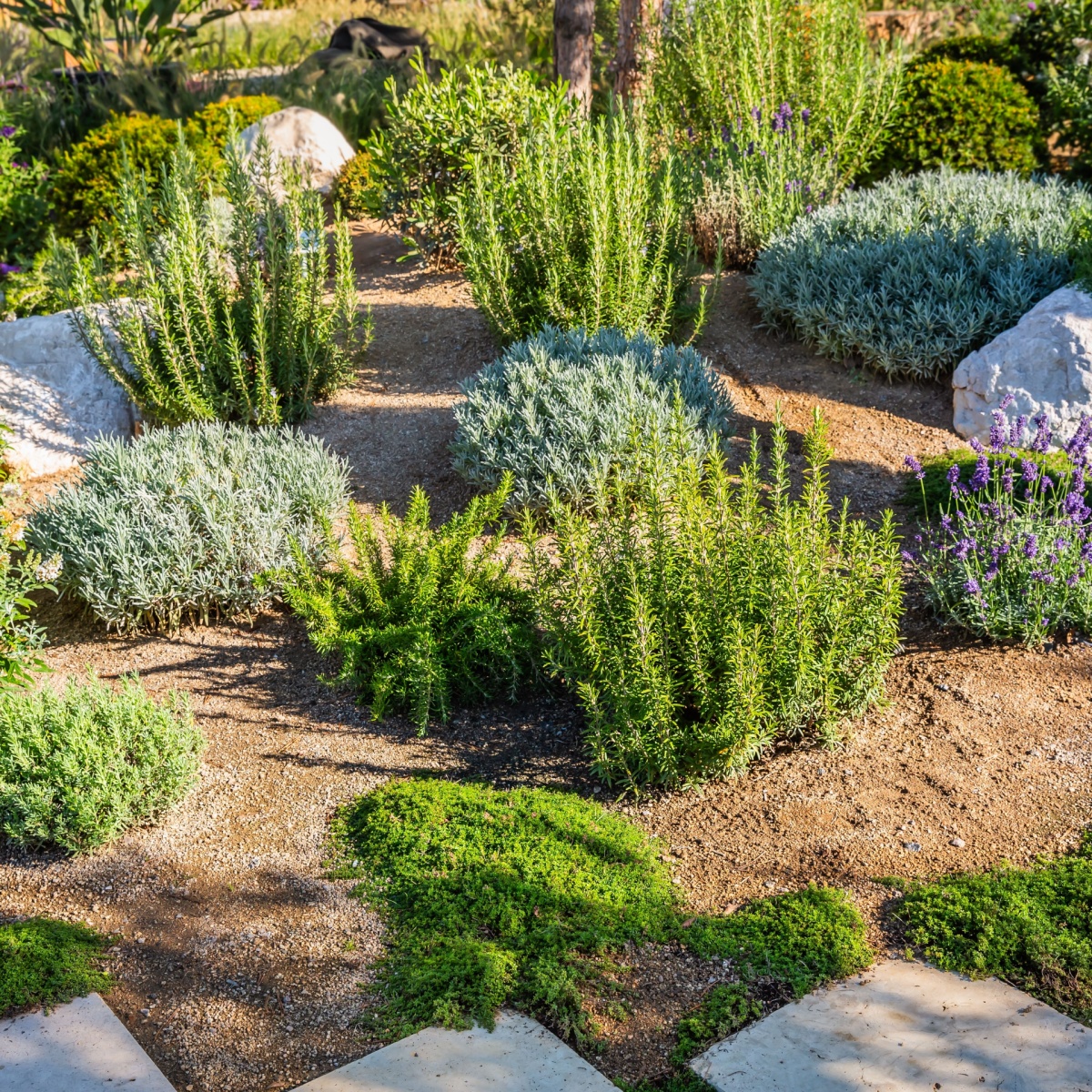 Backyard with fantastic landscaping, patio, drought resistant plants