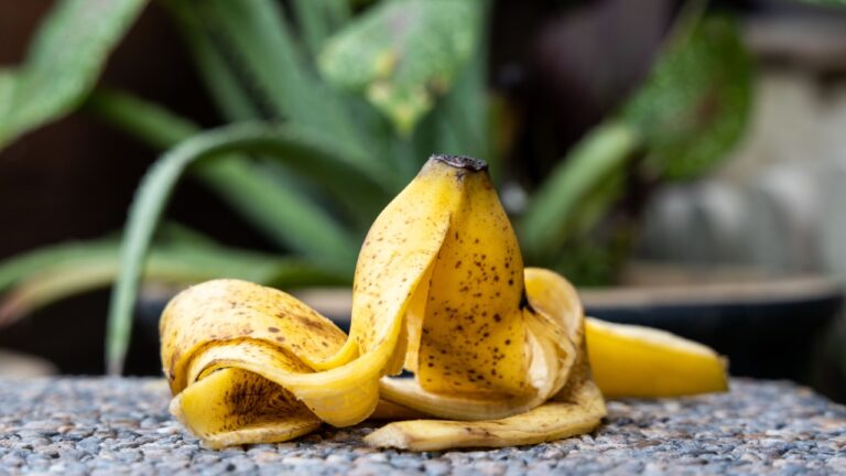Banana peel against lush healthy plants in garden in background. Good source of organic fertilizer.