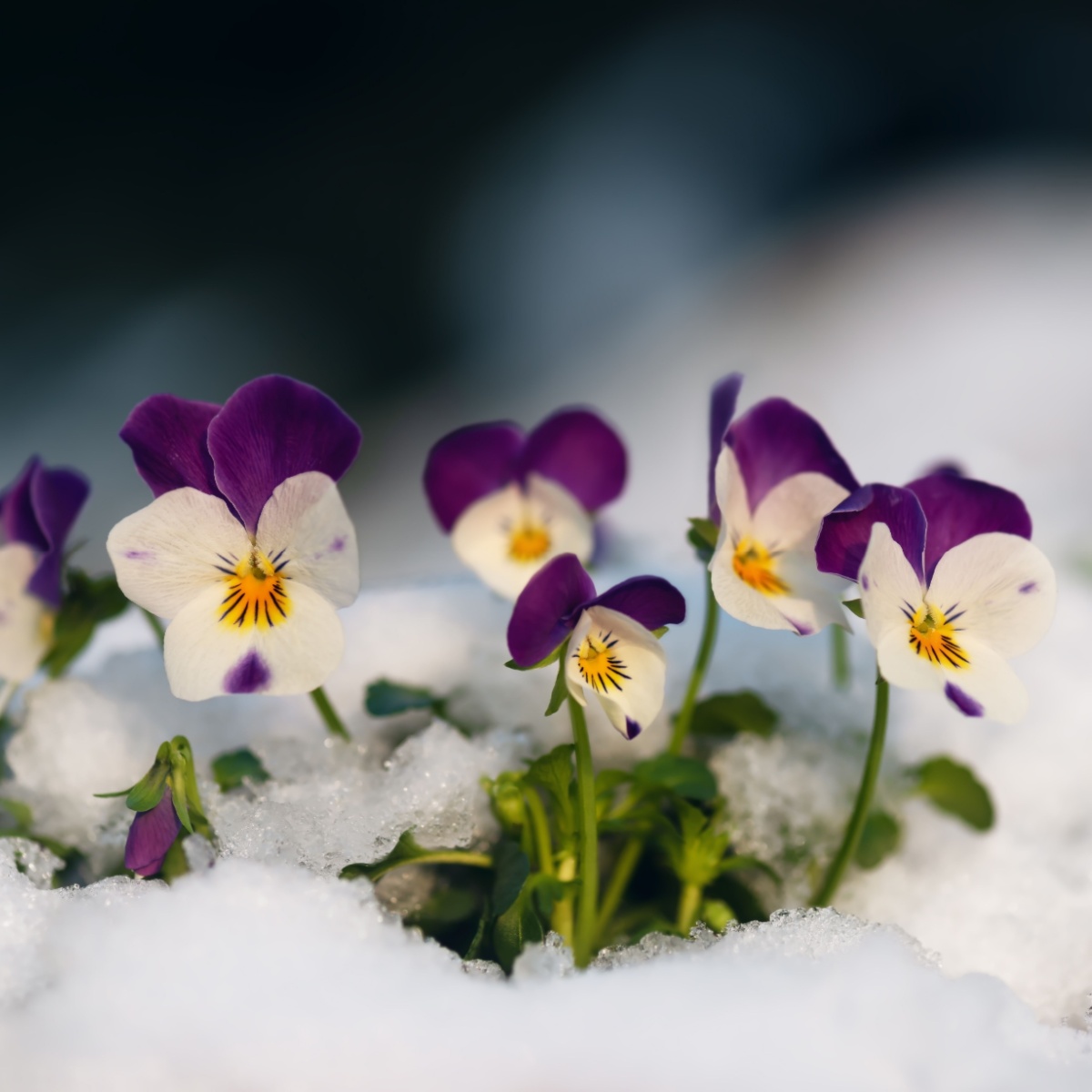 Beautiful colorful horned pansy flowers at springtime in garten with snow
