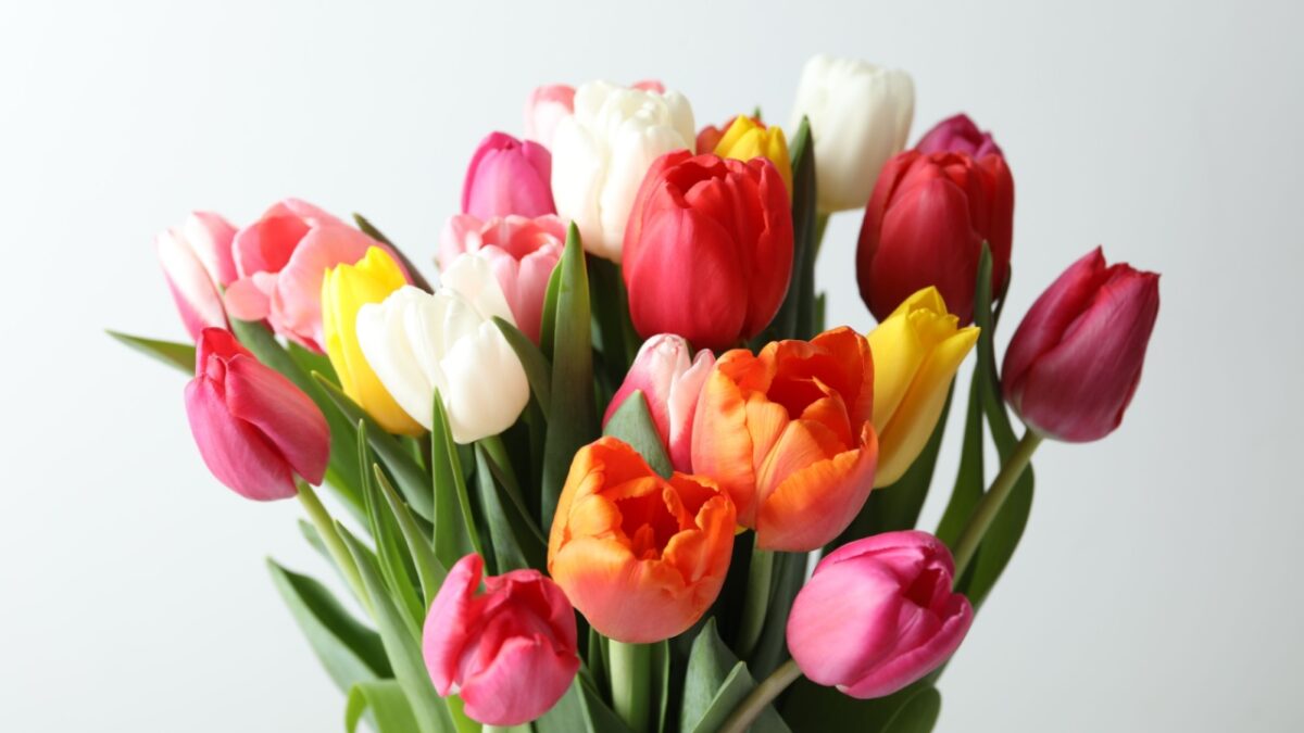 Beautiful fresh tulips on white background