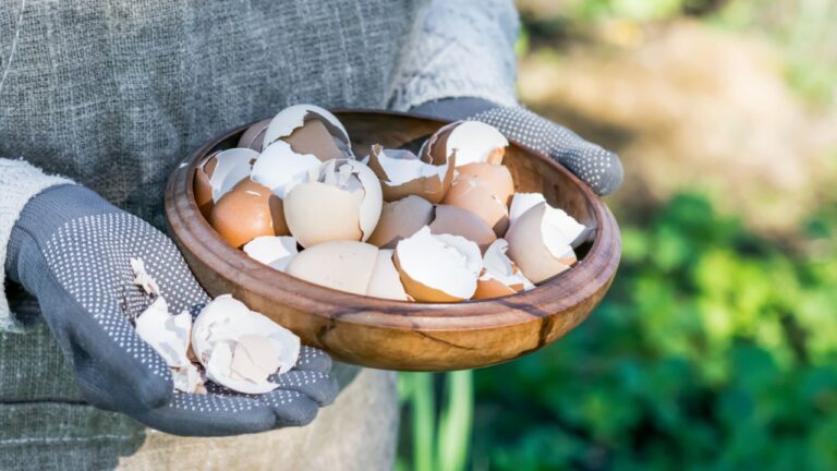 Brown and white eggshells placed in wooden bowl in hands of woman in vegetable garden background, eggshells stored for making natural fertilizers for growing vegetables