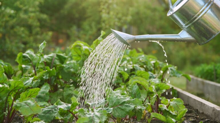 Close-up of watering can in hands watering beet plants