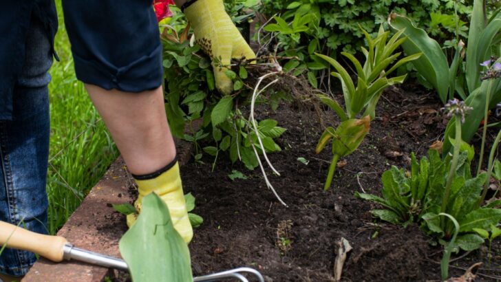 How to Stop Weeds from Taking Over Your Garden