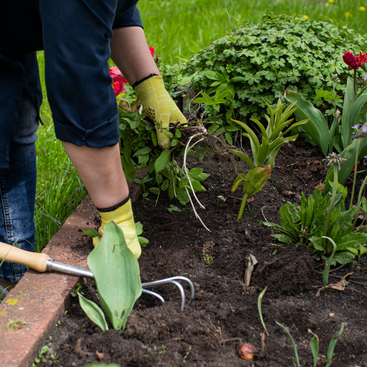 Close up view of gardener removes weeds from garden with hoe rake, loosens bed of seedlings. Planting, growing vegetable and herbs. Take care of garden. Agriculture, farming, gardening concept