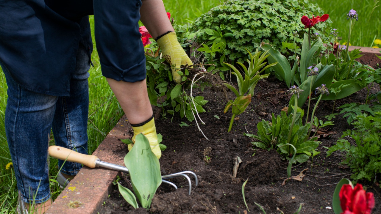Close up view of gardener removes weeds from garden with hoe rake, loosens bed of seedlings. Planting, growing vegetable and herbs. Take care of garden. Agriculture, farming, gardening concept