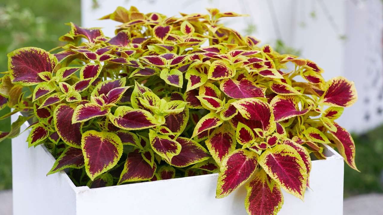 Coleus ('Defiance') plant foliage background