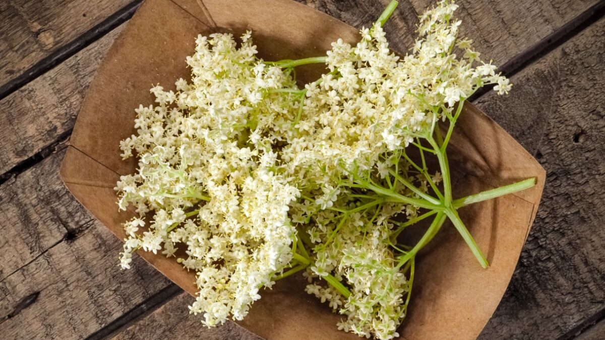 Elderflower blossoms on wooden background, close up