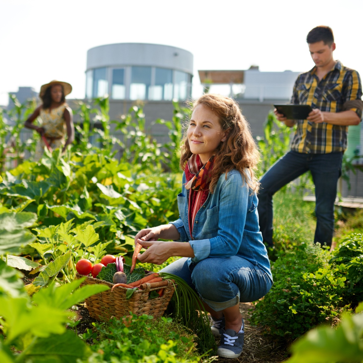Friendly team harvesting fresh vegetables from the rooftop greenhouse garden and planning harvest season on a digital tablet