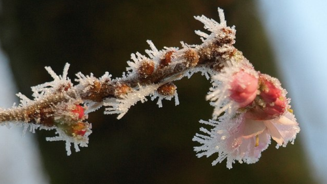 Frost on Cherry Blossom