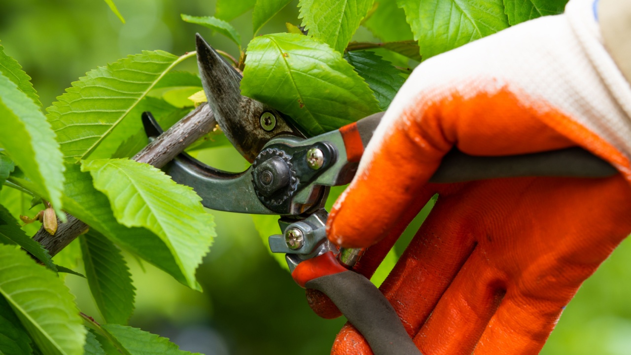 Gardener pruning trees with pruning shears on nature background