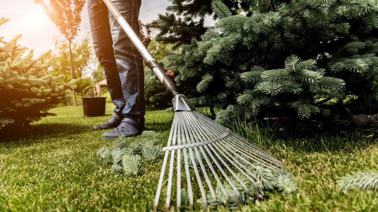 Gardener raking cutting leaves in the garden