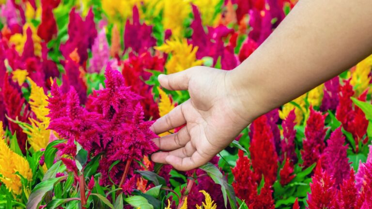 Hand of young woman farmer check colourful Cockscomb flowers blooming in farm