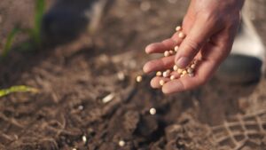 Agriculture. Hand planting a grain of soybeans. Farm man crop concept. Farmer planting a field of peas. Farmer planting soybeans and peas field by hand. agriculture business lifestyle farm concept