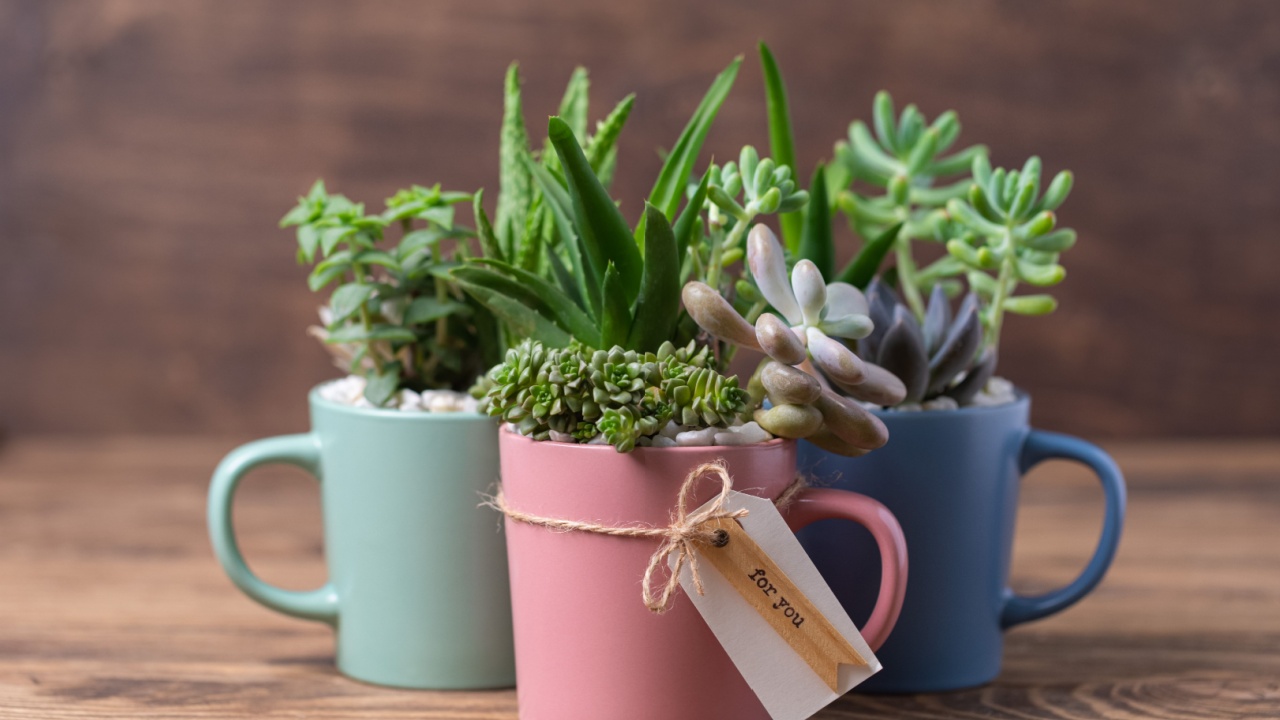 Handmade vintage home decoration with succulents in colourful tea mugs, coffee cups, present concept