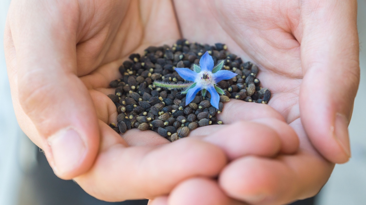 Harvested black seeds of Borage shown on palms of a gardener with blue flower of an edible flowering plant Borago Officinalis grown as a part of urban gardening