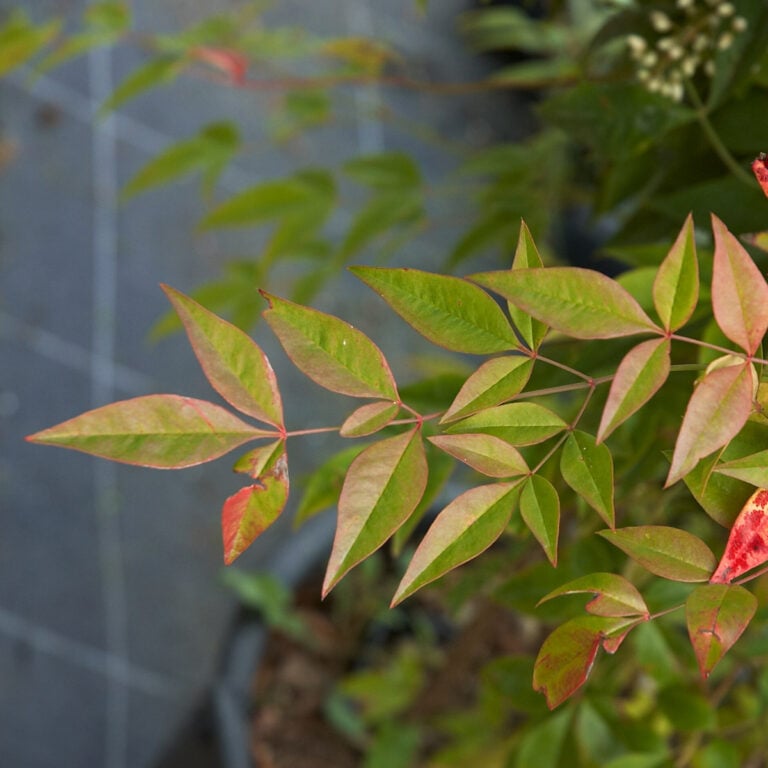 Heavenly Bamboo