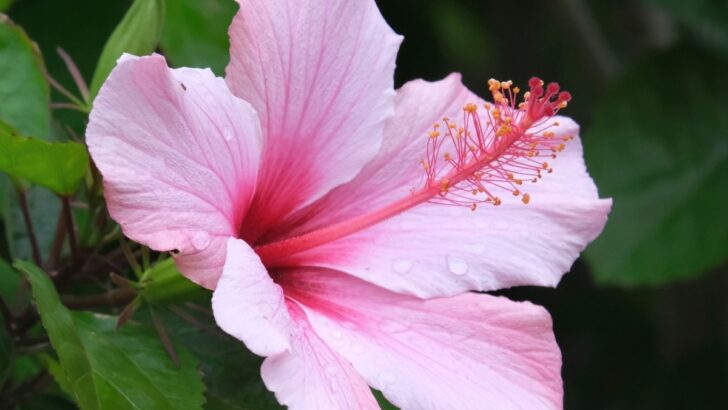 Beautiful and Delicious Edible Flowers for Your Garden