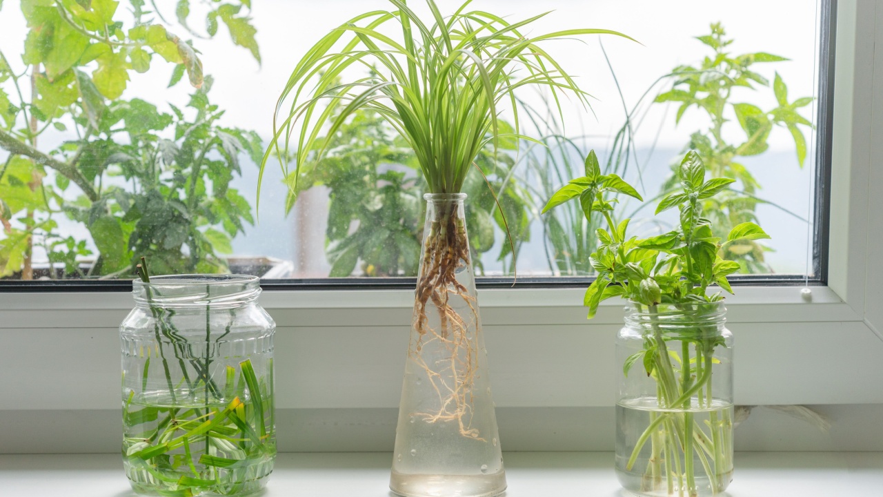 Indoor window planting rooting in glass bottle fibrous roots grow