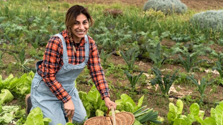 Latin female farmer harvesting lettuce and vegetables from garden - Farm people lifestyle concept