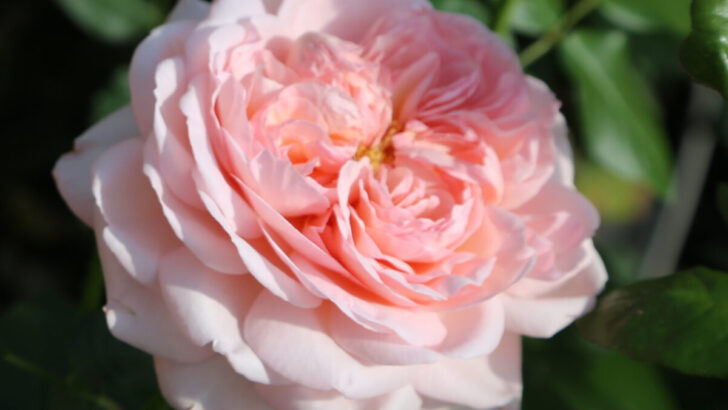 The New Martha Stewart Hybrid Tea Rose Debuts in the US