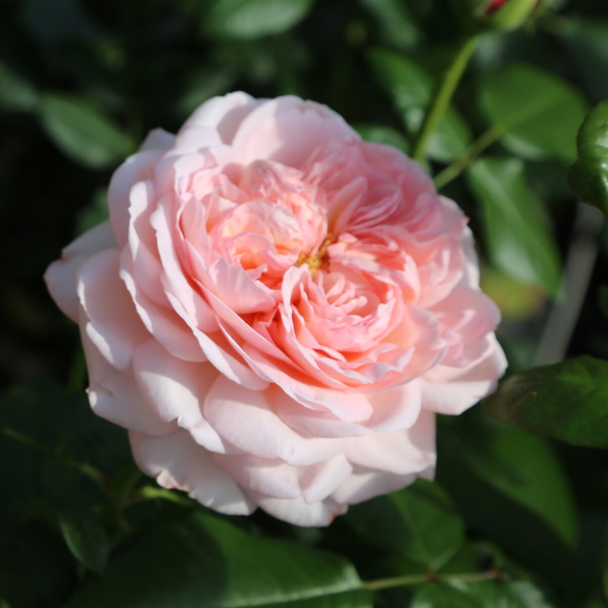 Martha Stewart rose
