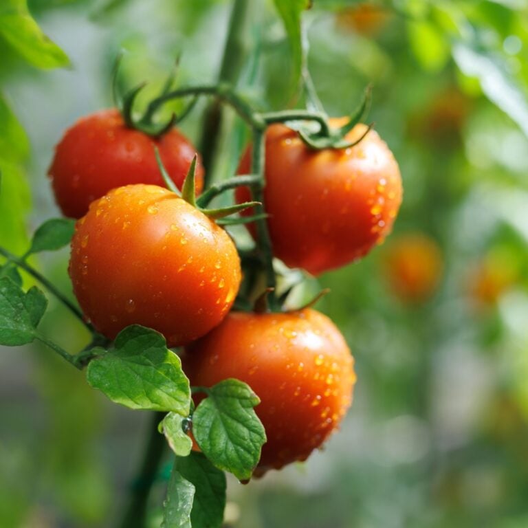Maturation of tomatoes in the greenhouse