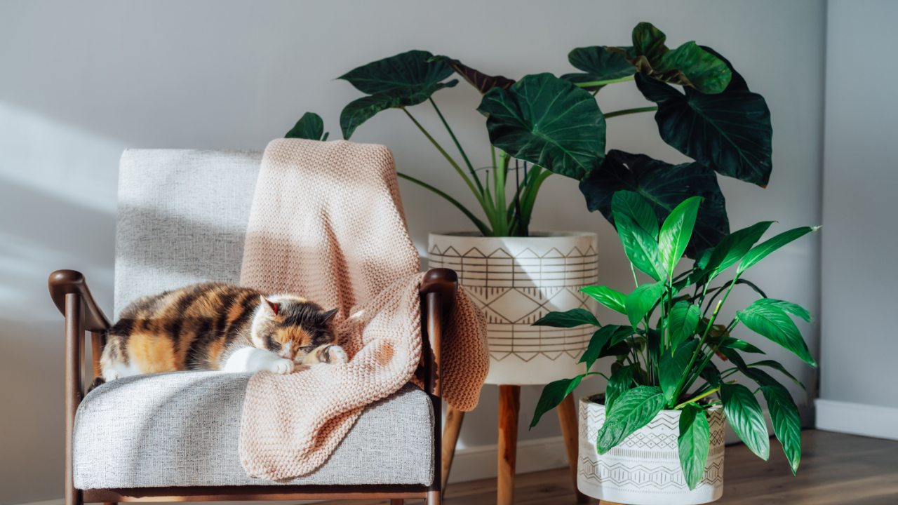 Multicolor cat pet sleeping on retro style armchair in modern scandinavian interior with many green house plants in hard sunlight. Biophilia style