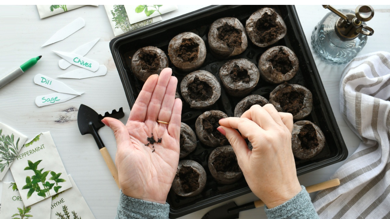 Overhead flat lay peat pellets herb vegetable seed packets - planting seeds to start plants indoors