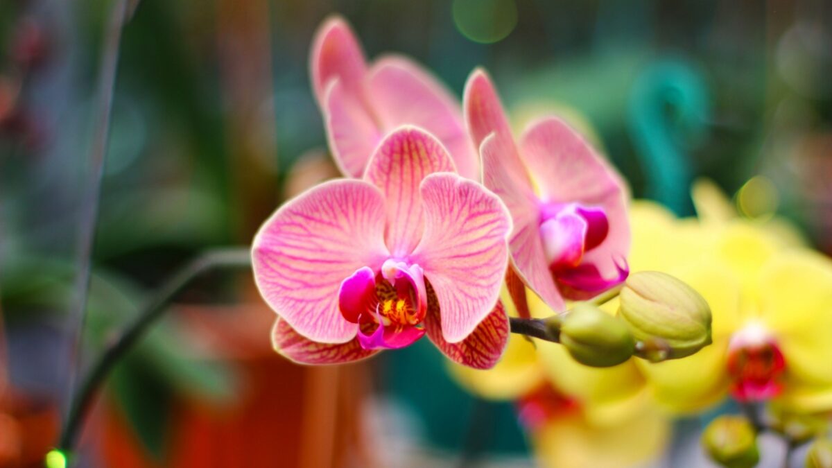 Photo of Doritaenopsis Orchid