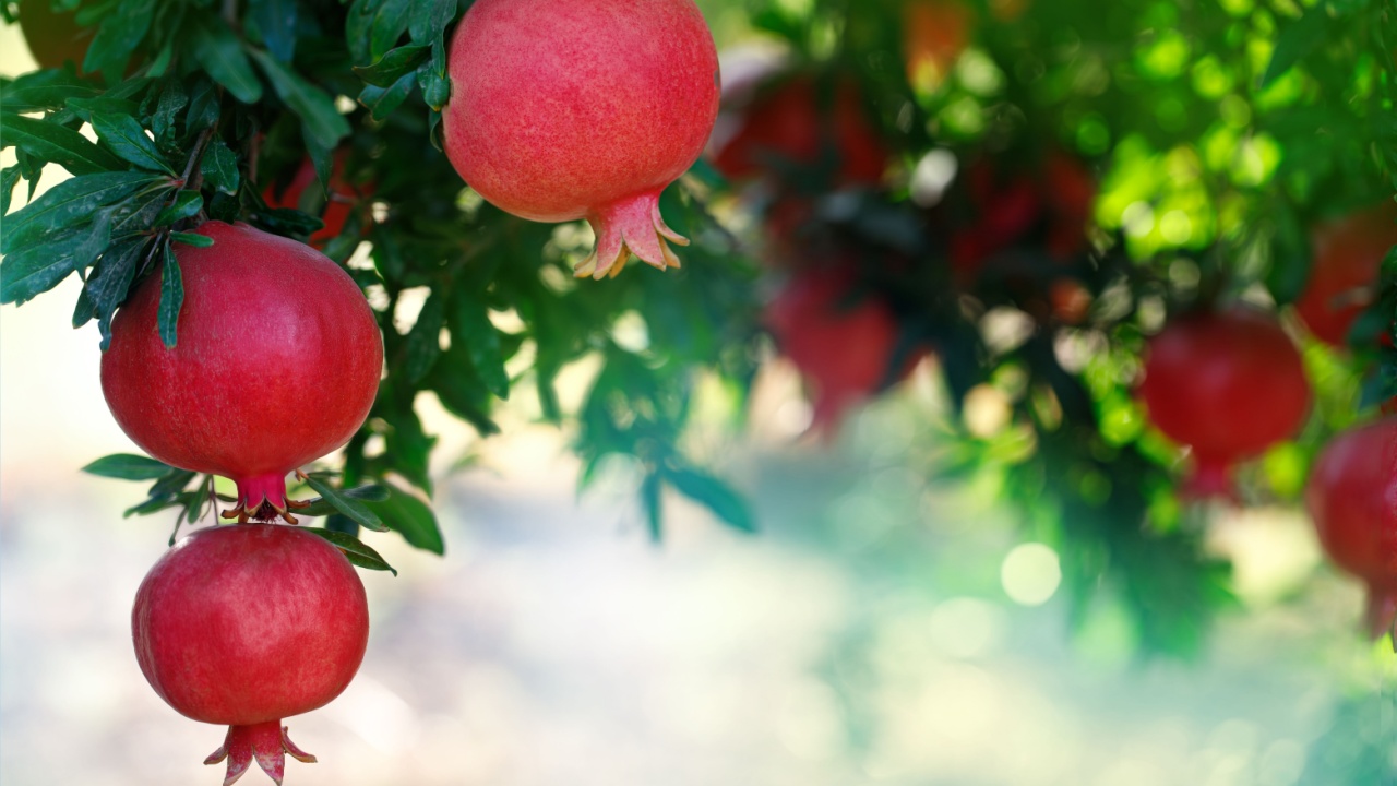 Pomegranate fruits on a tree branch in a pomegranate garden