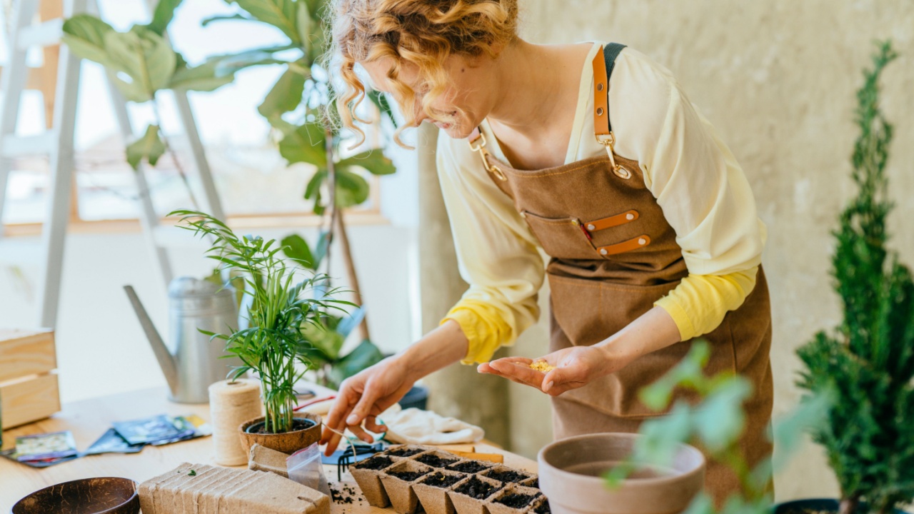Portrait of happy female gardener working in home garden holds seeds in the palm and sowing seeds in peat pots in wooden table indoor.